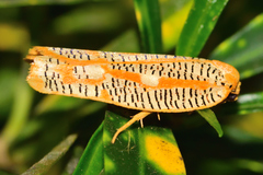 Templemania rhythmogramma