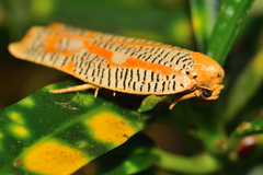 Templemania rhythmogramma