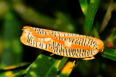 Templemania rhythmogramma