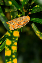 Templemania rhythmogramma