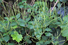 Peperomia liebmannii