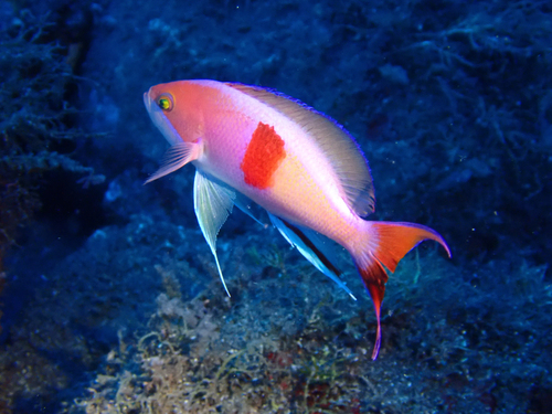 Redbar anthias (Pseudanthias rubrizonatus) — Serranidae — 5