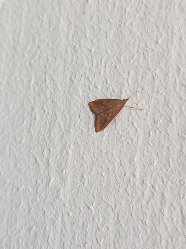 Rusty Dot Pearl