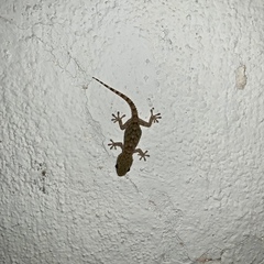 Tarentola mauritanica mauritanica