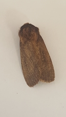 Bityla defigurata