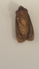 Bityla defigurata