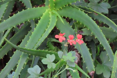 Pelargonium tongaense, photograph 2