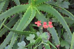 (c) Bruno - Yolande Zanette, some rights reserved (CC BY) Pelargonium tongaense, photograph (c) Bruno - Yolande Zanette, some rights reserved (CC BY)