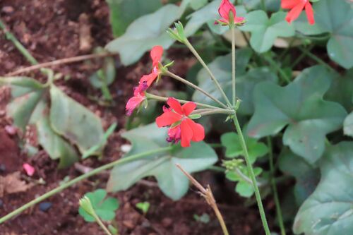 Pelargonium tongaense, photograph 1