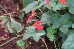 (c) Bruno - Yolande Zanette, some rights reserved (CC BY) Pelargonium tongaense, photograph (c) Bruno - Yolande Zanette, some rights reserved (CC BY)