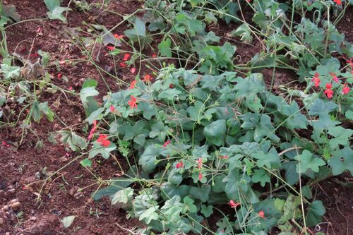 Tonga pelargonium (Pelargonium tongaense)
