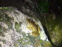 Lithobates maculatus