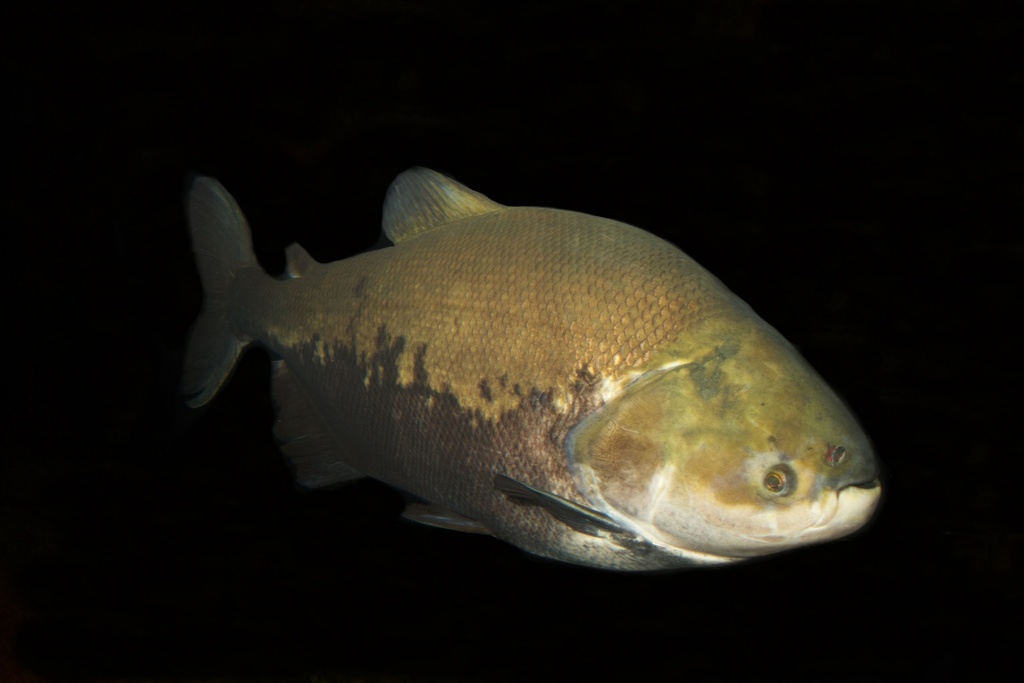 Peces de Quintana Roo · iNaturalist