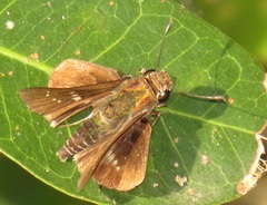 Platylesches moritili