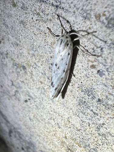Speckled Footman, Schiermonnikoog National Park, Schiermonnikoog, Provinz Friesland, NL, photo 7 of 10