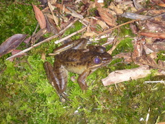 Lithobates maculatus