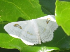 Problepsis digammata