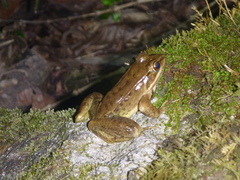 Lithobates maculatus