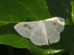 Problepsis digammata