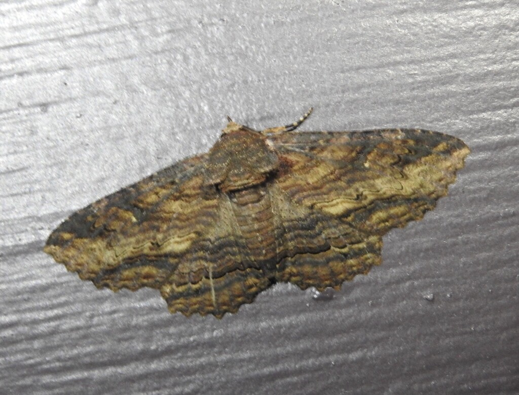 Lunate Zale Moth from Town of Rockingham, VT, USA on July 12, 2025 at ...
