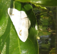 Problepsis digammata