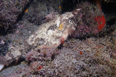 Seadevil photo 3