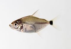 Wimple Piranha photo 2