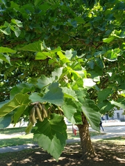 Corylus colurna