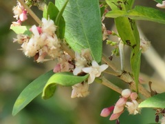 Tricalysia sonderiana