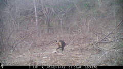 Cebus capucinus