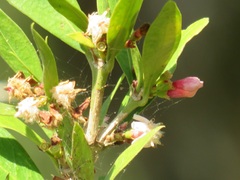 Tricalysia sonderiana