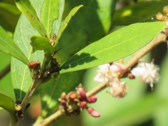Tricalysia sonderiana