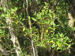 Tricalysia sonderiana