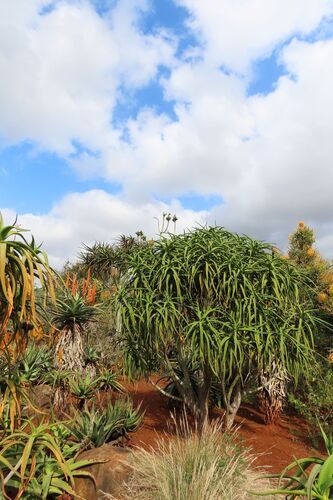 Aloidendron barberae