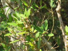 Tricalysia sonderiana