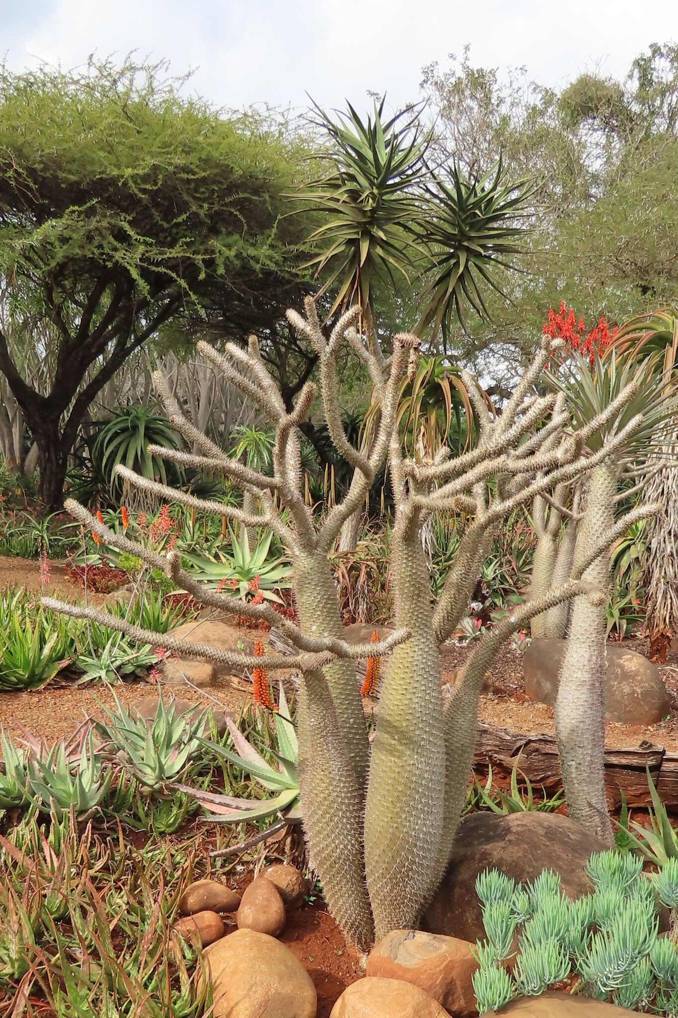Pachypodium Lamerei (Pachypodium lamerei)