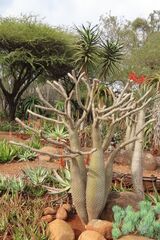 Madagaskar-palme (Pachypodium lamerei)