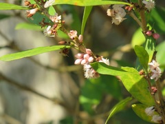 Tricalysia sonderiana
