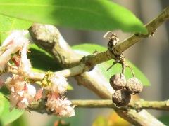 Tricalysia sonderiana