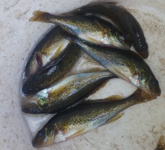 Gymnocephalus cernua