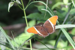 Siproeta epaphus epaphus