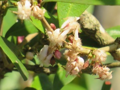Tricalysia sonderiana