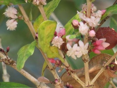 Tricalysia sonderiana