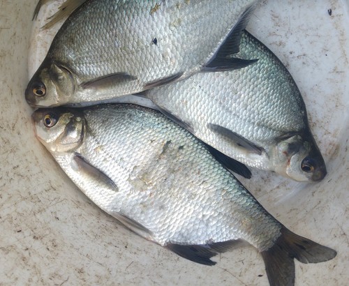 Common Bream
