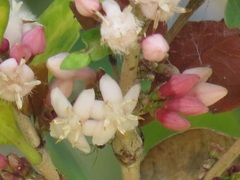 Tricalysia sonderiana
