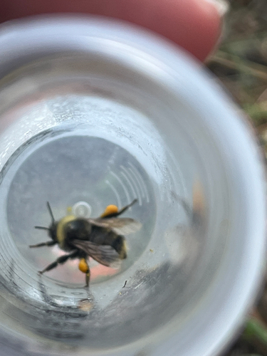 Western Bumble Bee photographed in Wyoming