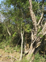 Tricalysia sonderiana