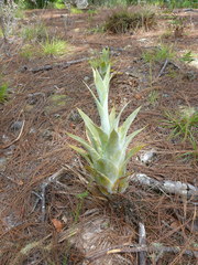Catopsis hahnii