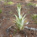 Catopsis hahnii - Photo (c) Josiah Townsend, some rights reserved (CC BY-NC-ND), uploaded by Josiah Townsend