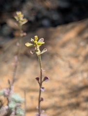 Odontarrhena troodi, photograph Marios Thoma, CC BY, iNaturalist via GBIF